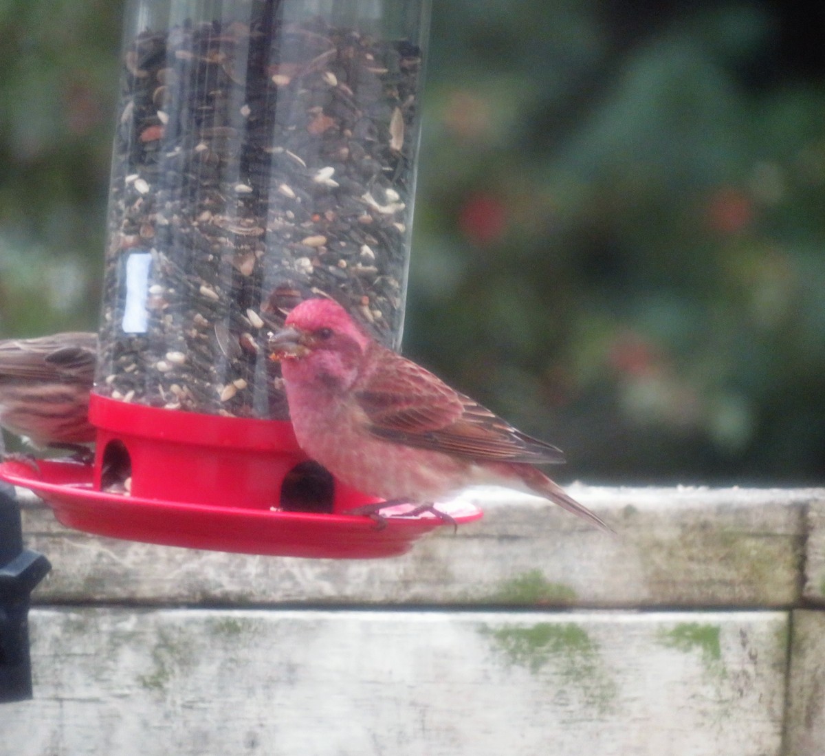 Purple Finch - ML118810251