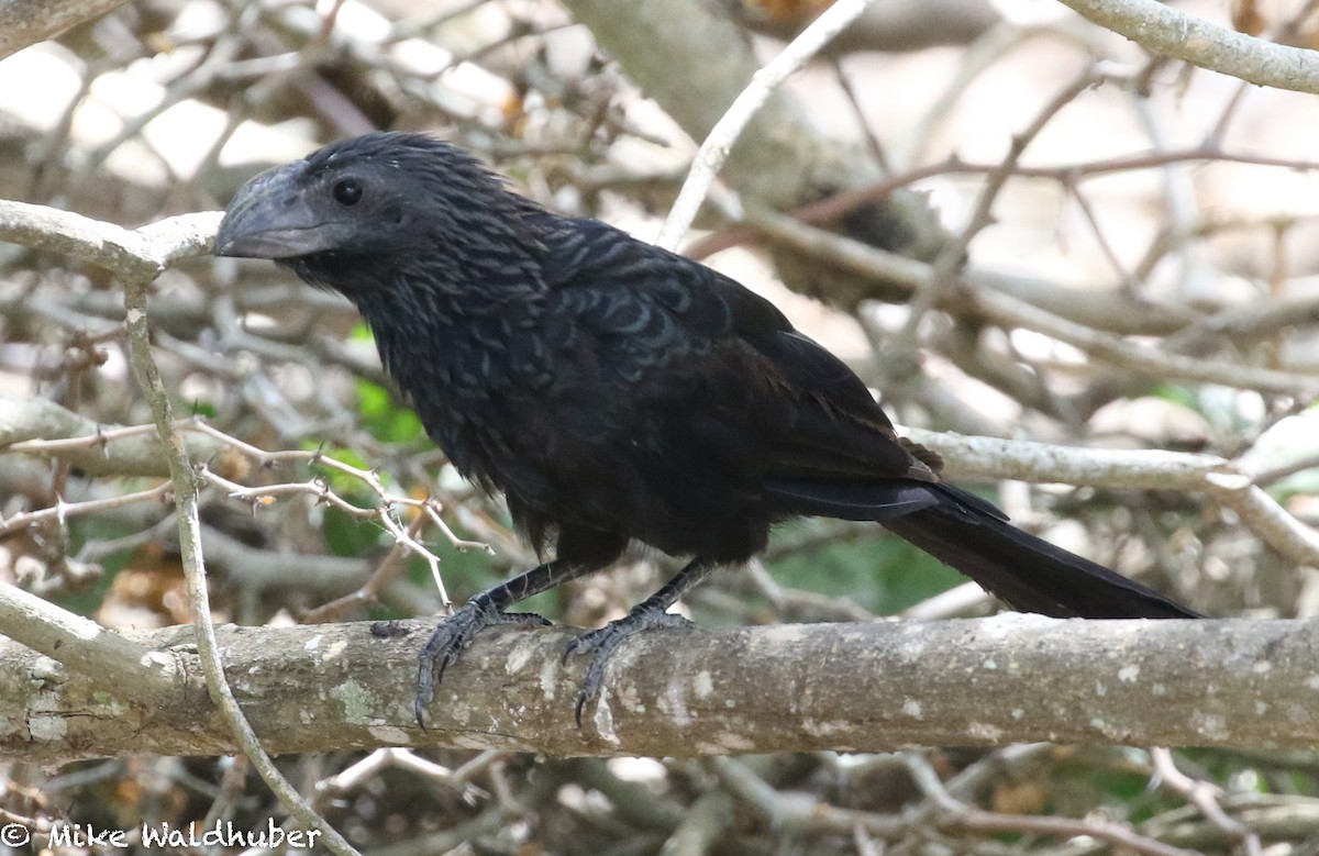 Groove-billed Ani - Mike Waldhuber