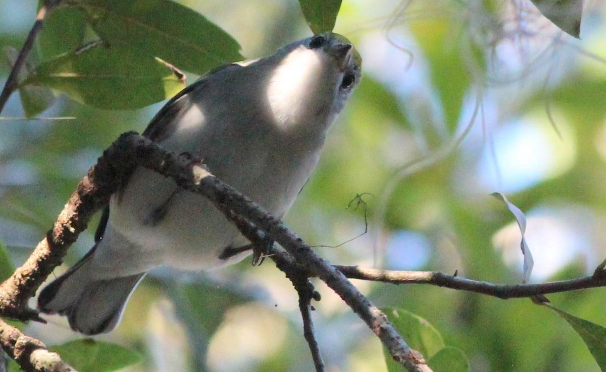 Chestnut-sided Warbler - ML118811161