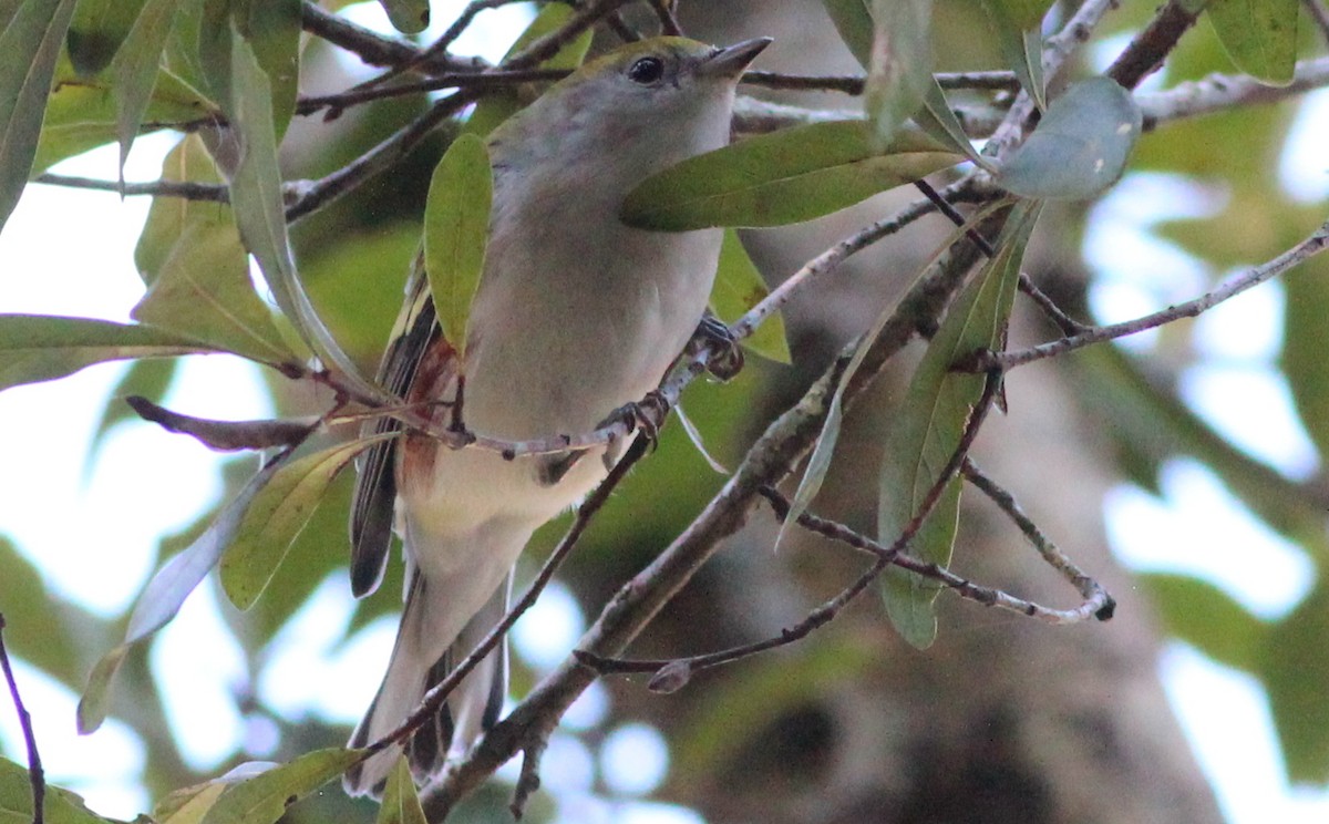 Chestnut-sided Warbler - ML118811181