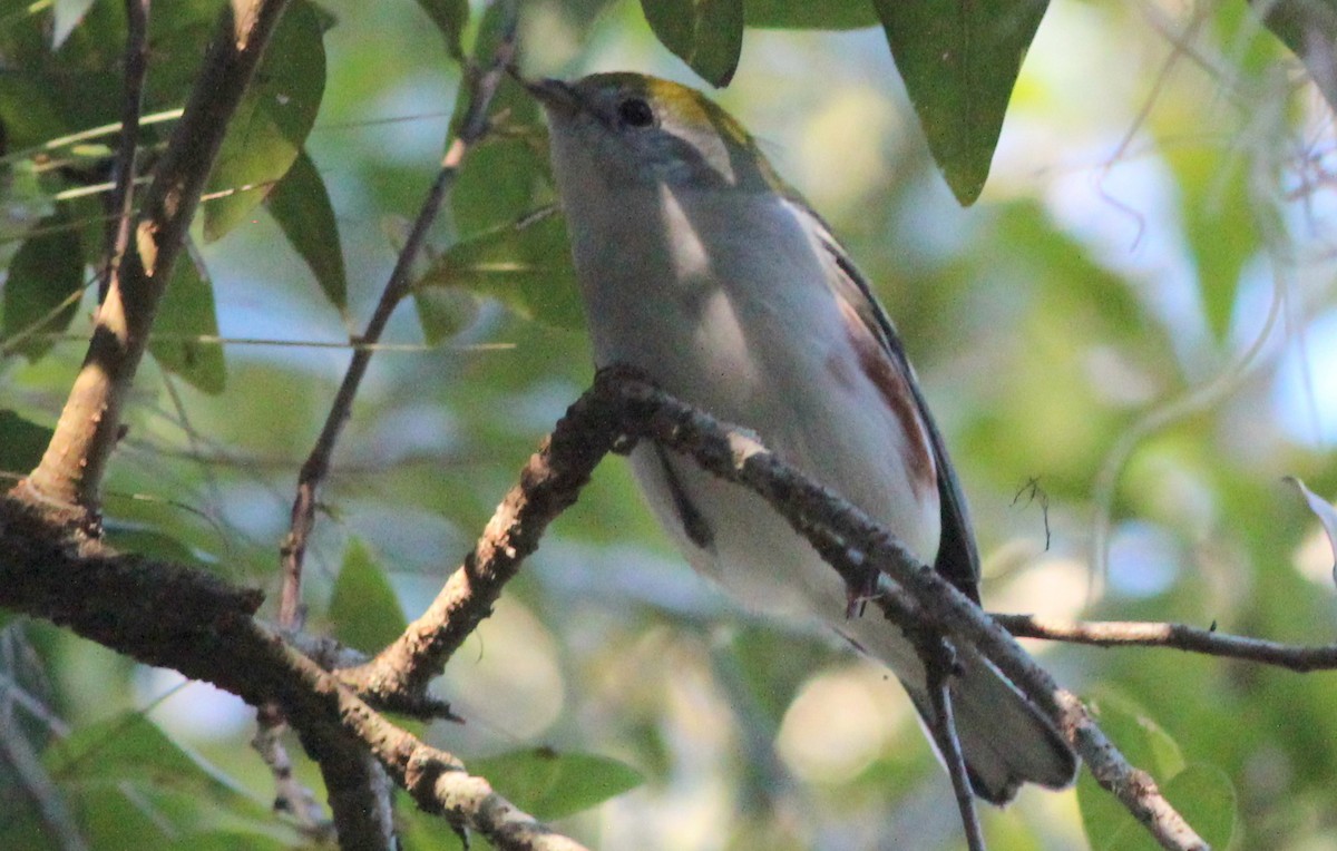 Chestnut-sided Warbler - ML118811191