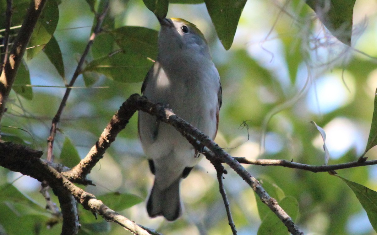 Chestnut-sided Warbler - ML118811201