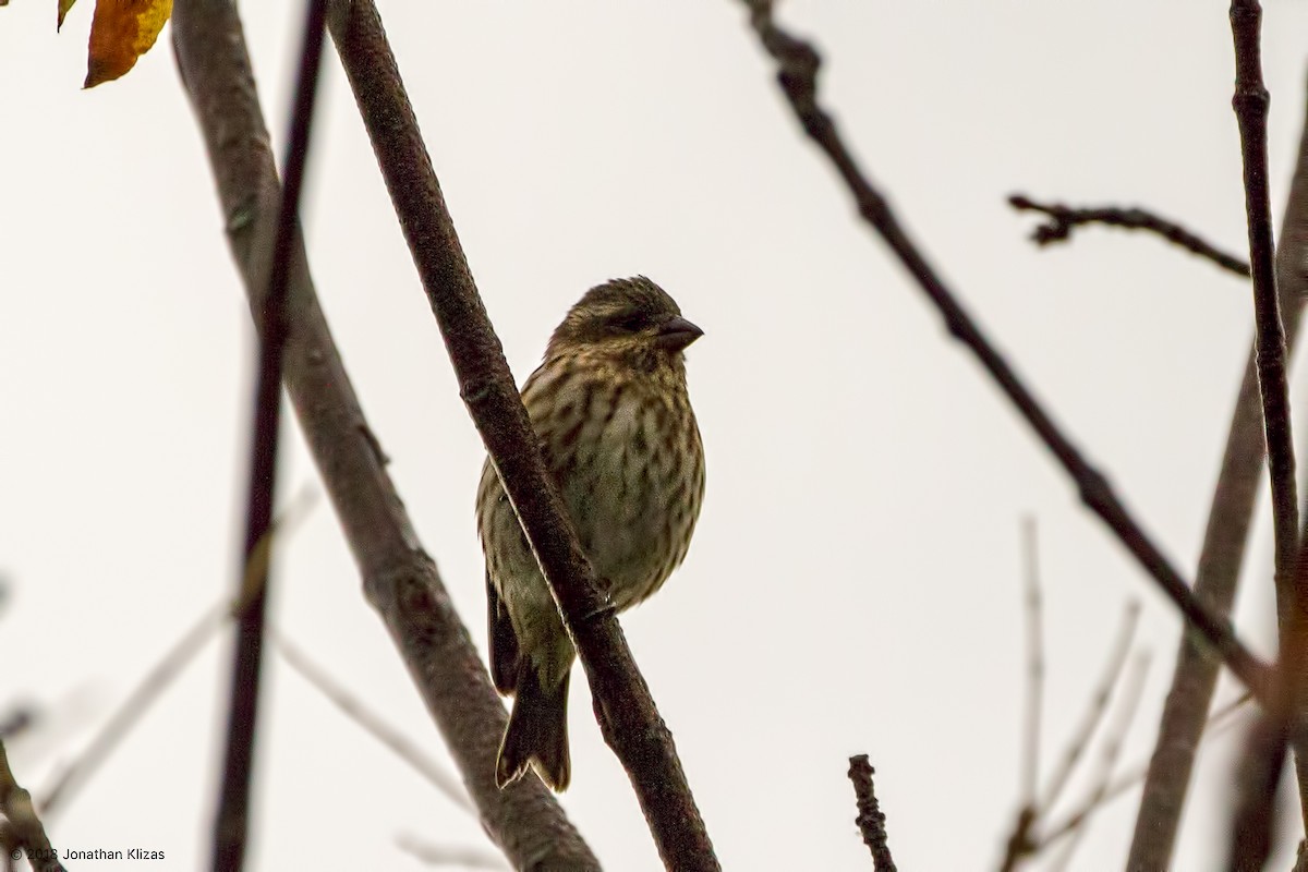 Purple Finch - ML118812881