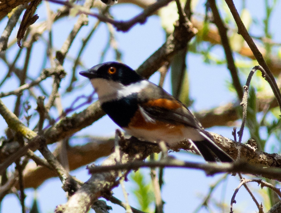 Cape Batis (Gray-mantled) - ML118813971