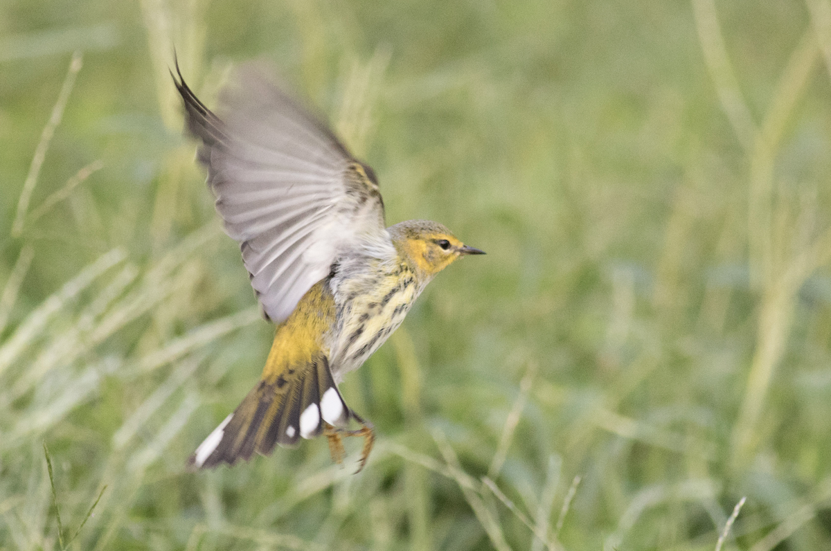Cape May Warbler - ML118815981