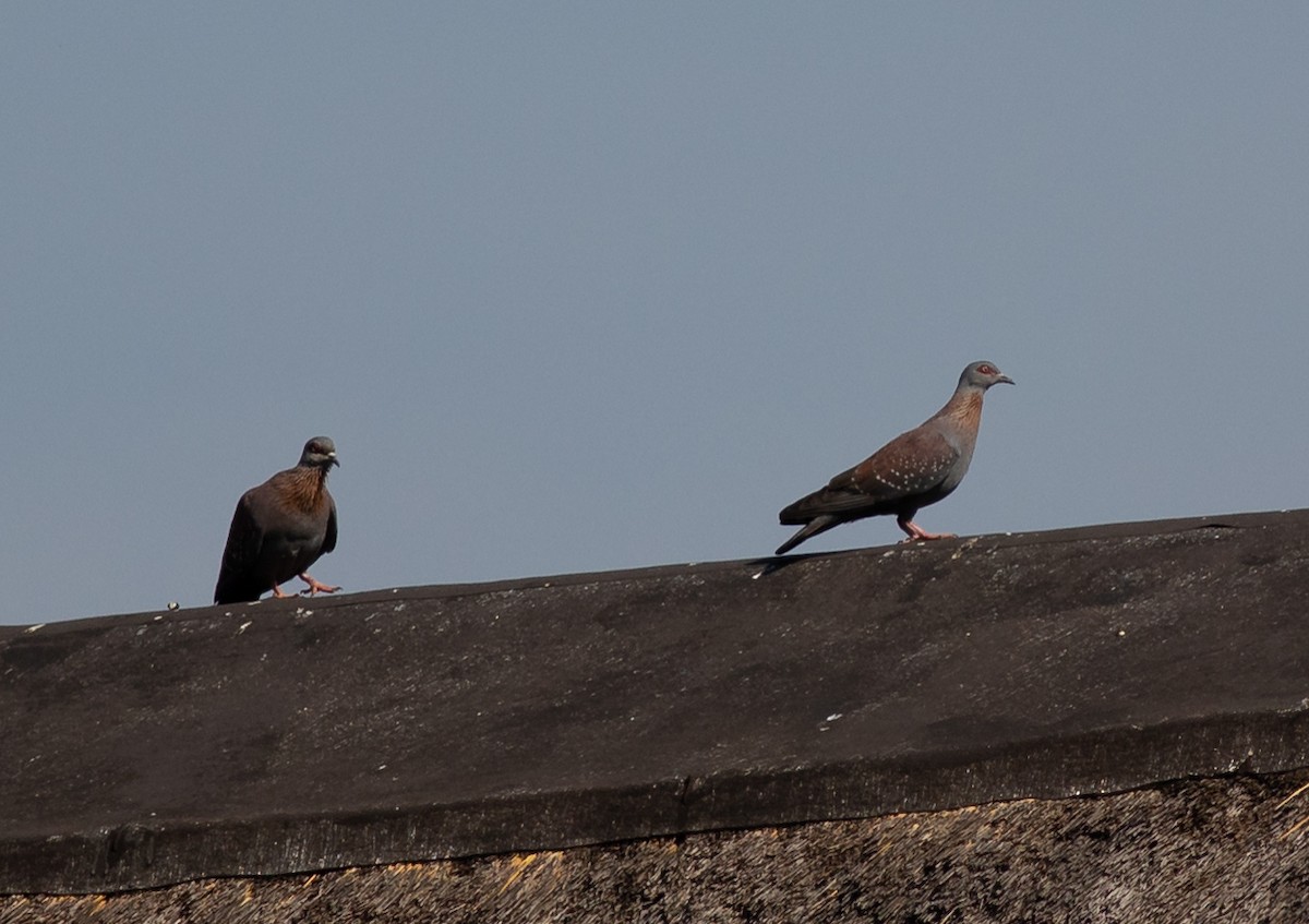 Speckled Pigeon - ML118816801