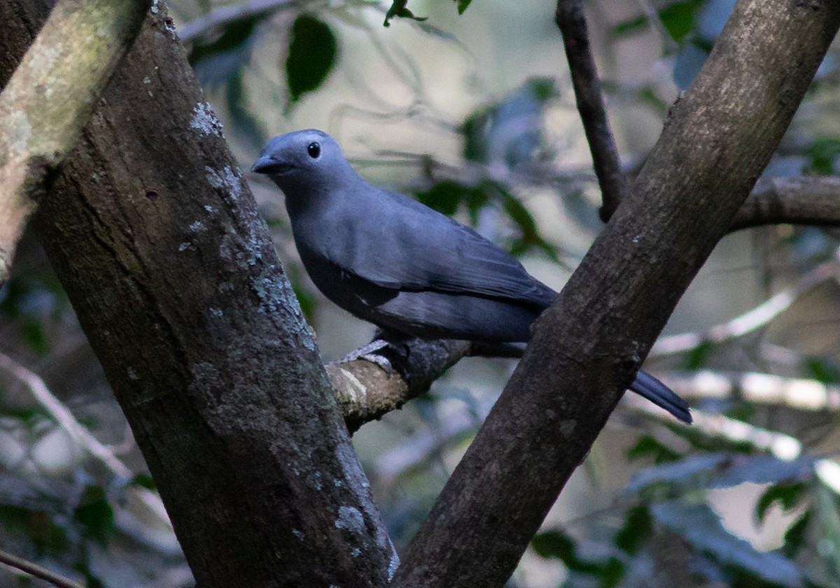 Gray Cuckooshrike - ML118816821