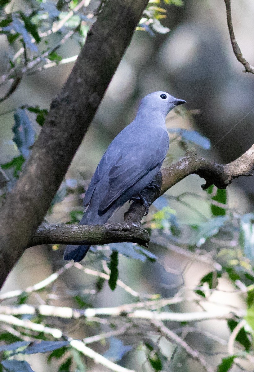 Gray Cuckooshrike - ML118816841