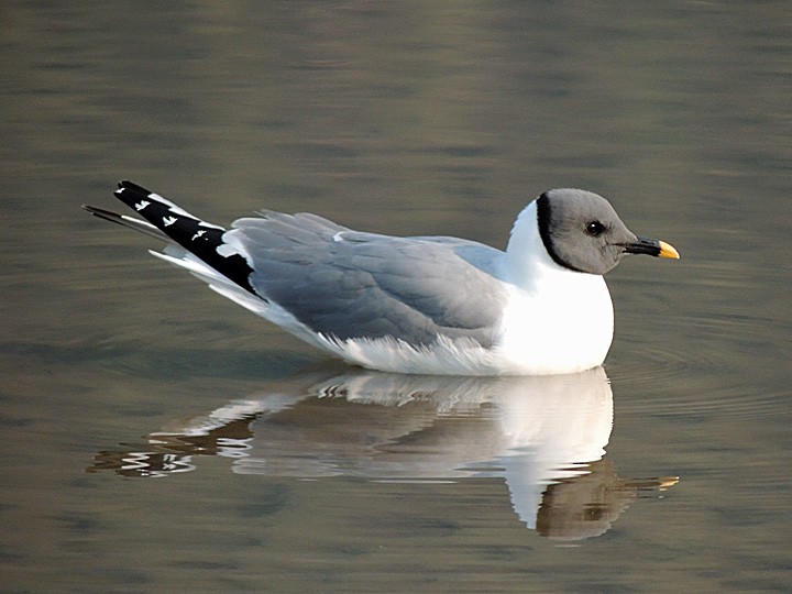 Sabine's Gull - ML118818001