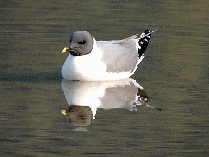 Sabine's Gull - ML118818051