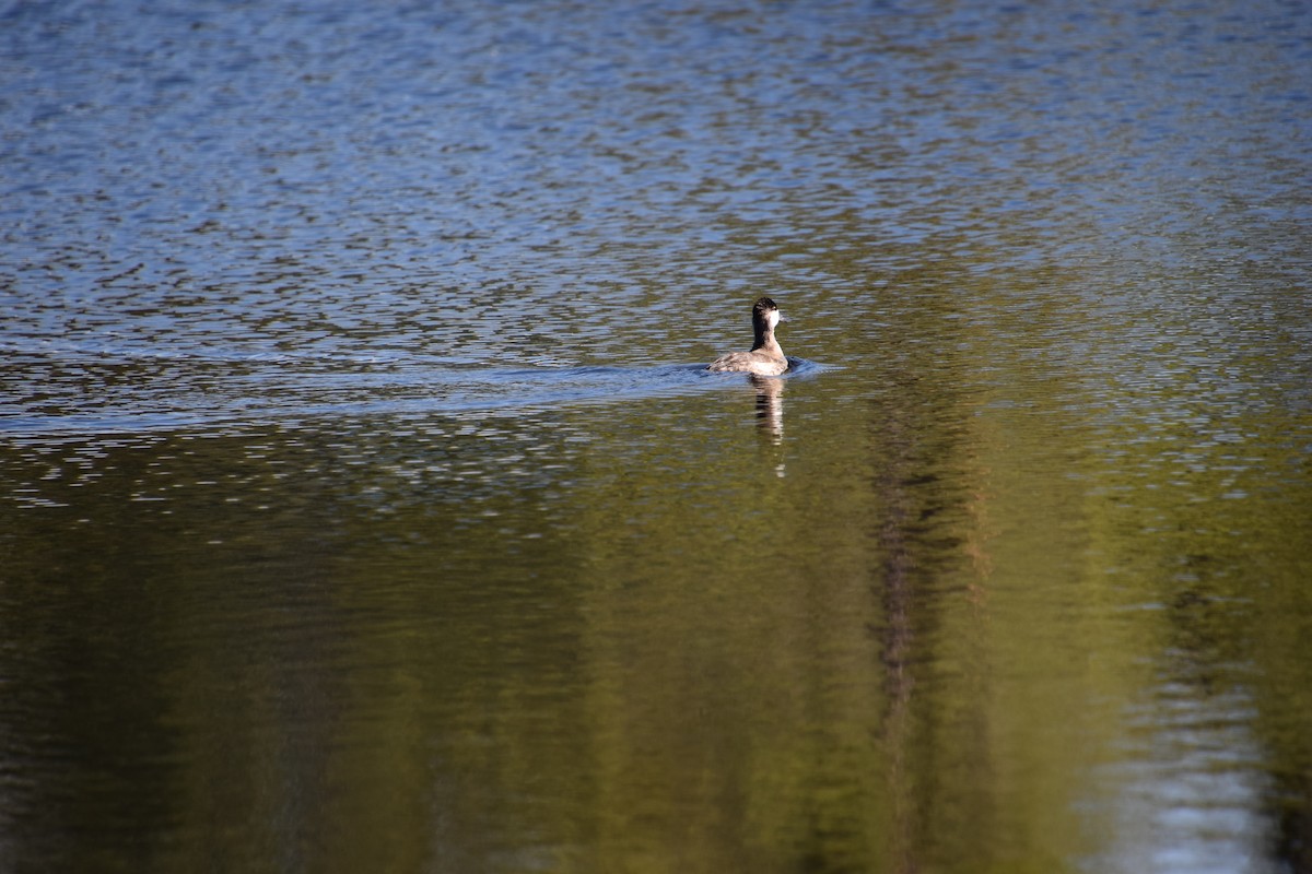 Ruddy Duck - Karam Abbosh