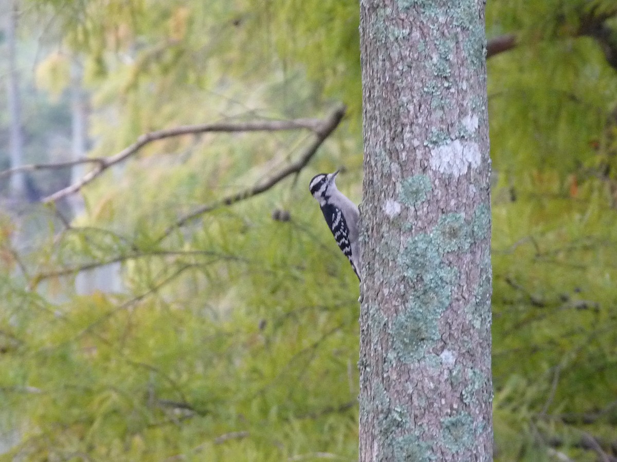 Downy/Hairy Woodpecker - ML118818151