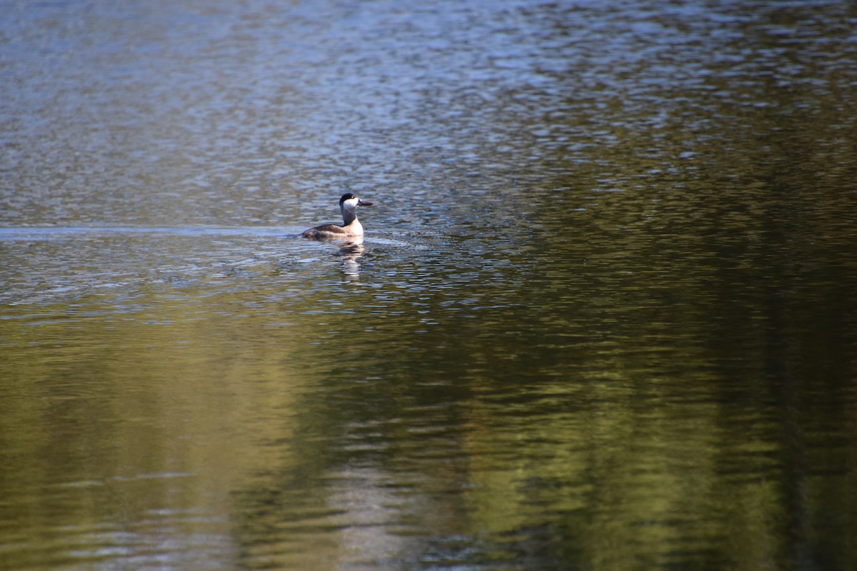 Ruddy Duck - ML118818271