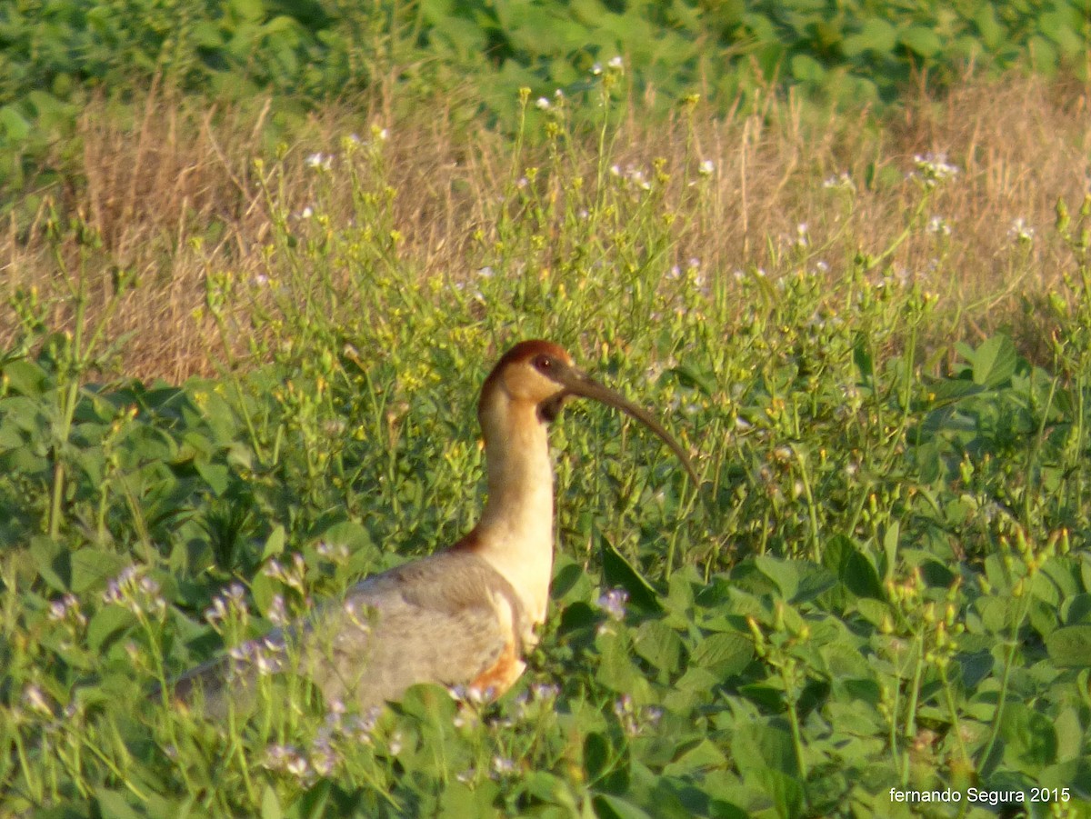 Black-faced Ibis - ML118818331