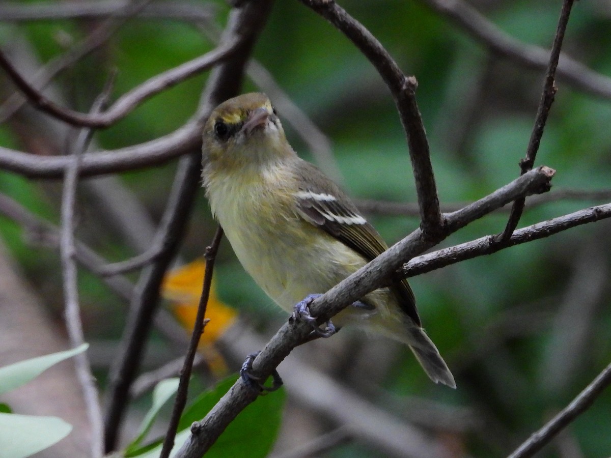 Mangrove Vireo - ML118818391