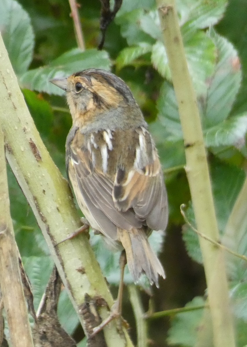 Nelson's Sparrow - ML118819111