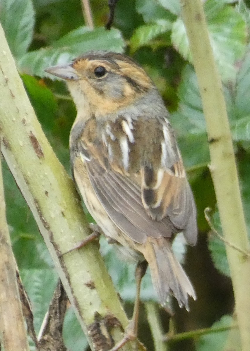 Nelson's Sparrow - ML118819141