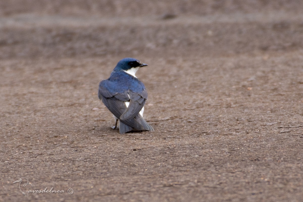 Golondrina Chilena - ML118819181