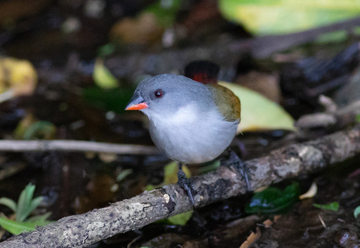 Swee Waxbill - ML118819621