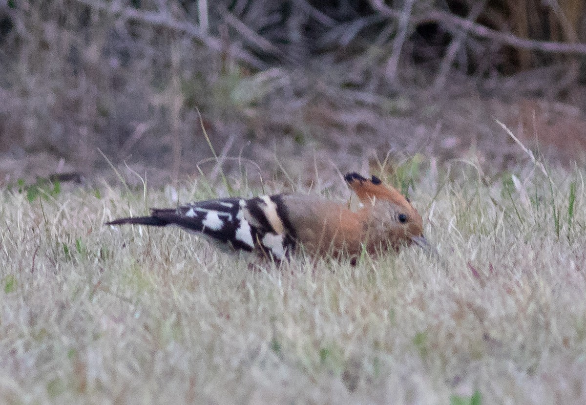 Eurasian Hoopoe (African) - ML118819841