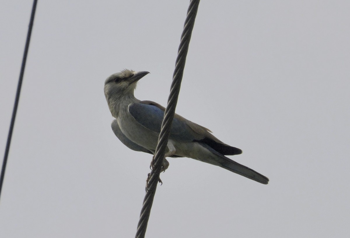 European Roller - ML118820771