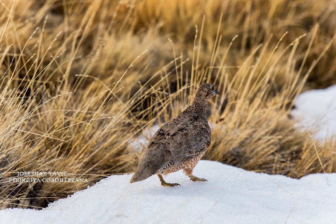 Rufous-bellied Seedsnipe - ML118820921