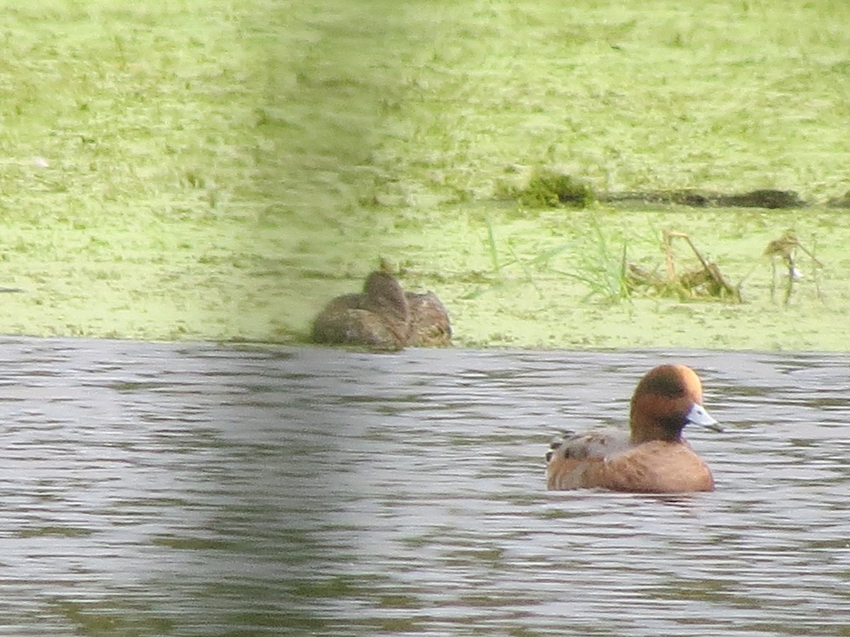 Eurasian Wigeon - Holger Pflicke