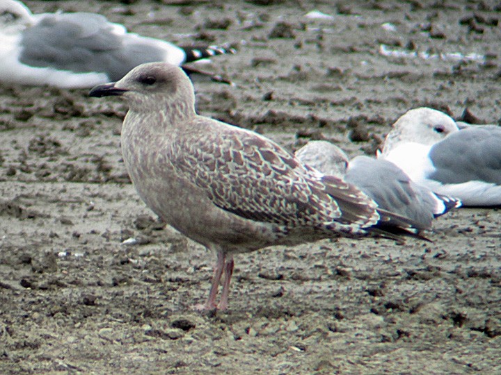 Iceland Gull (Thayer's) - ML118821231