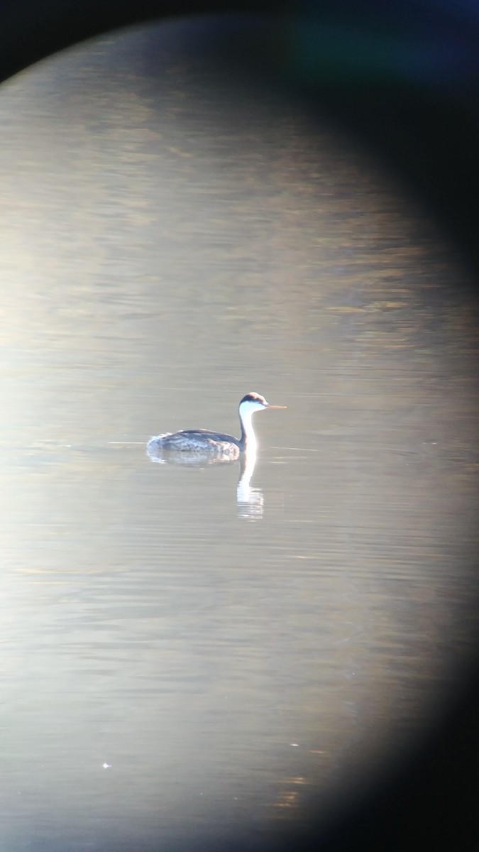 Western Grebe - ML118823511