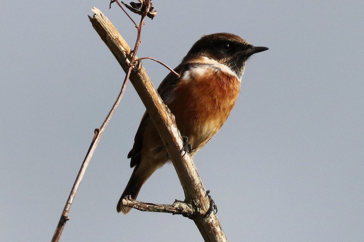 European Stonechat - ML118823891