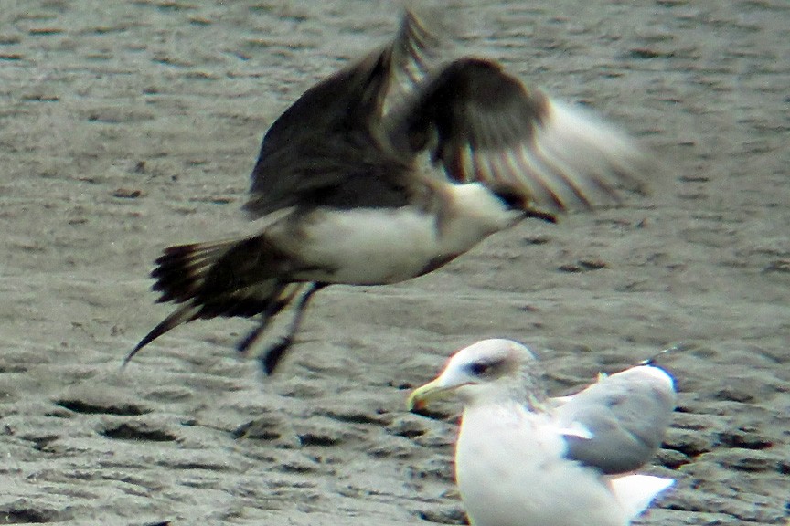 Parasitic Jaeger - ML118824711