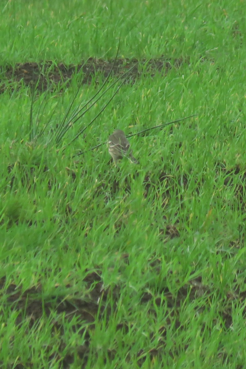 American Pipit - ML118825351
