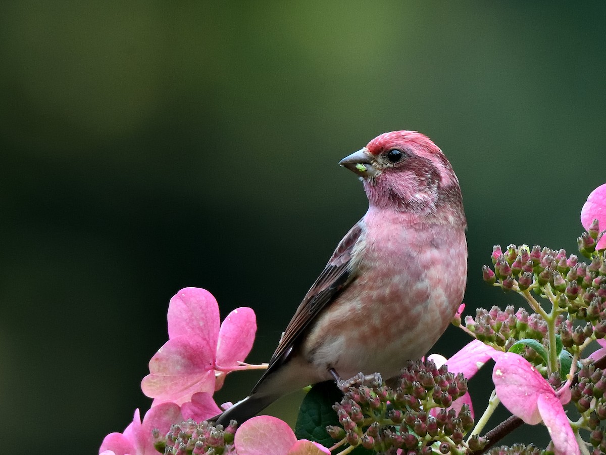 Purple Finch - ML118826871