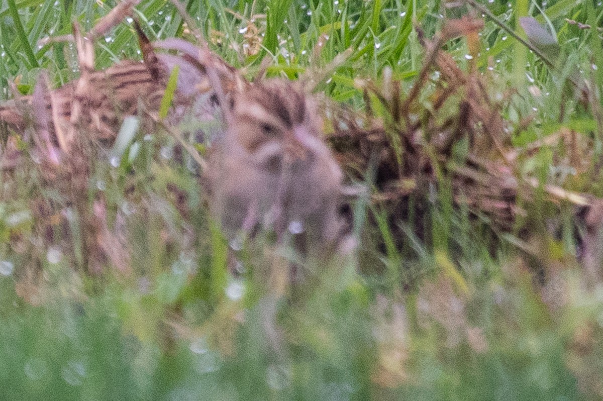 Clay-colored Sparrow - Adam Jackson