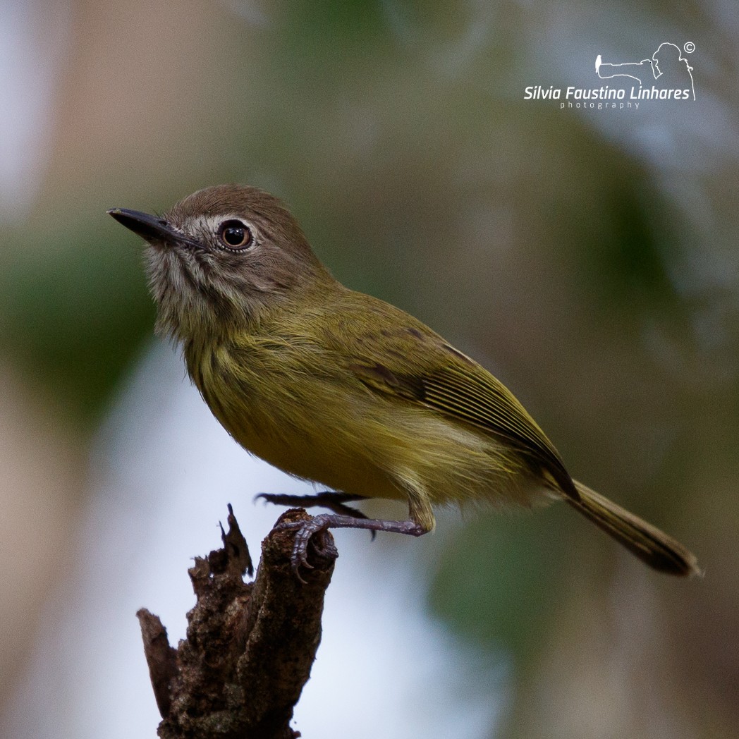 Stripe-necked Tody-Tyrant - Silvia Faustino Linhares