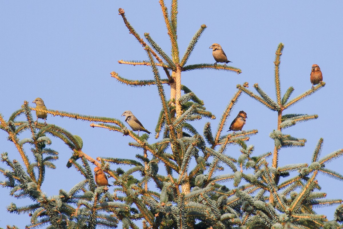 Bec-croisé des sapins - ML118829191