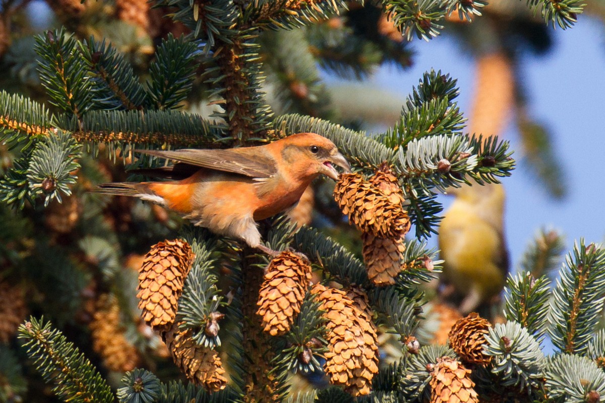 Red Crossbill - ML118829201