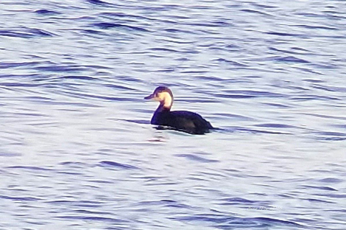 Black Scoter - ML118829421