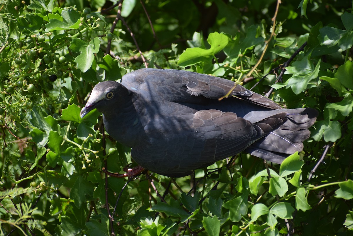 White-crowned Pigeon - ML118831581