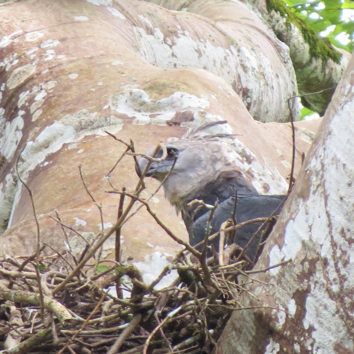 Harpy Eagle - ML118832261