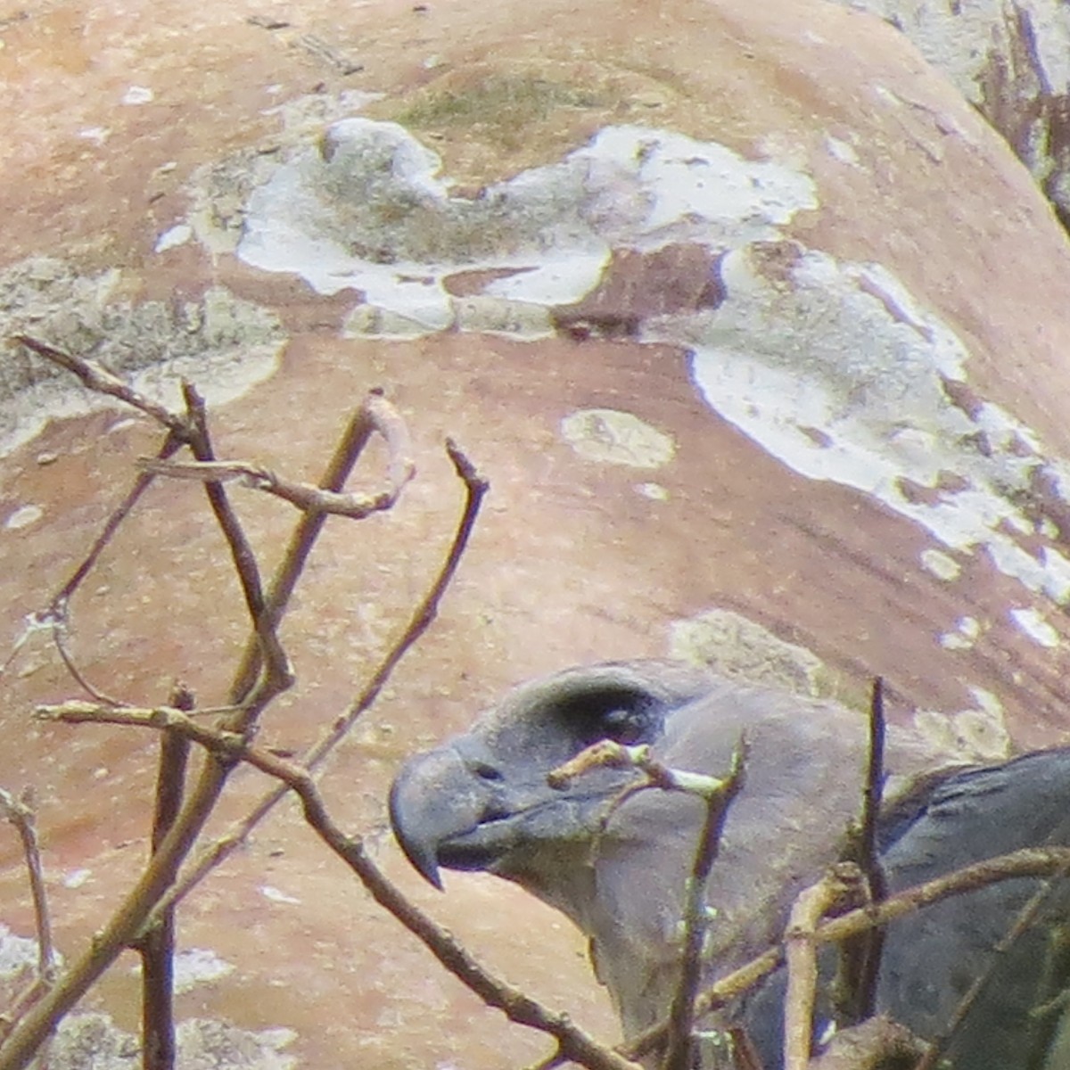 Harpy Eagle - ML118832291