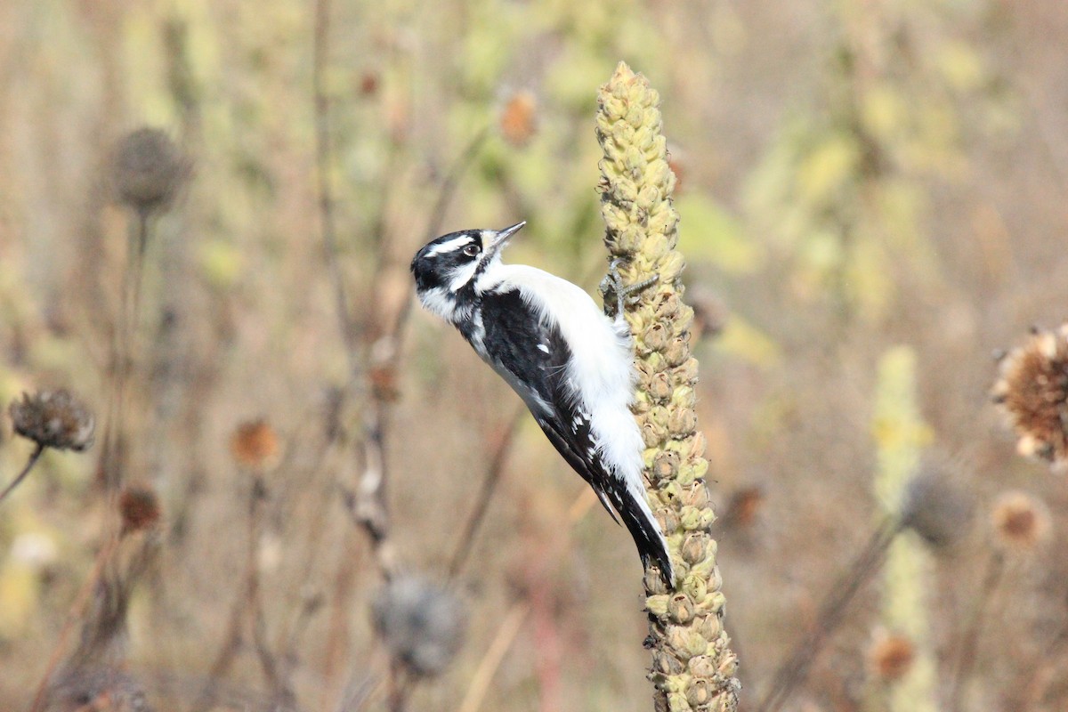 Downy Woodpecker - Adam  Johnson