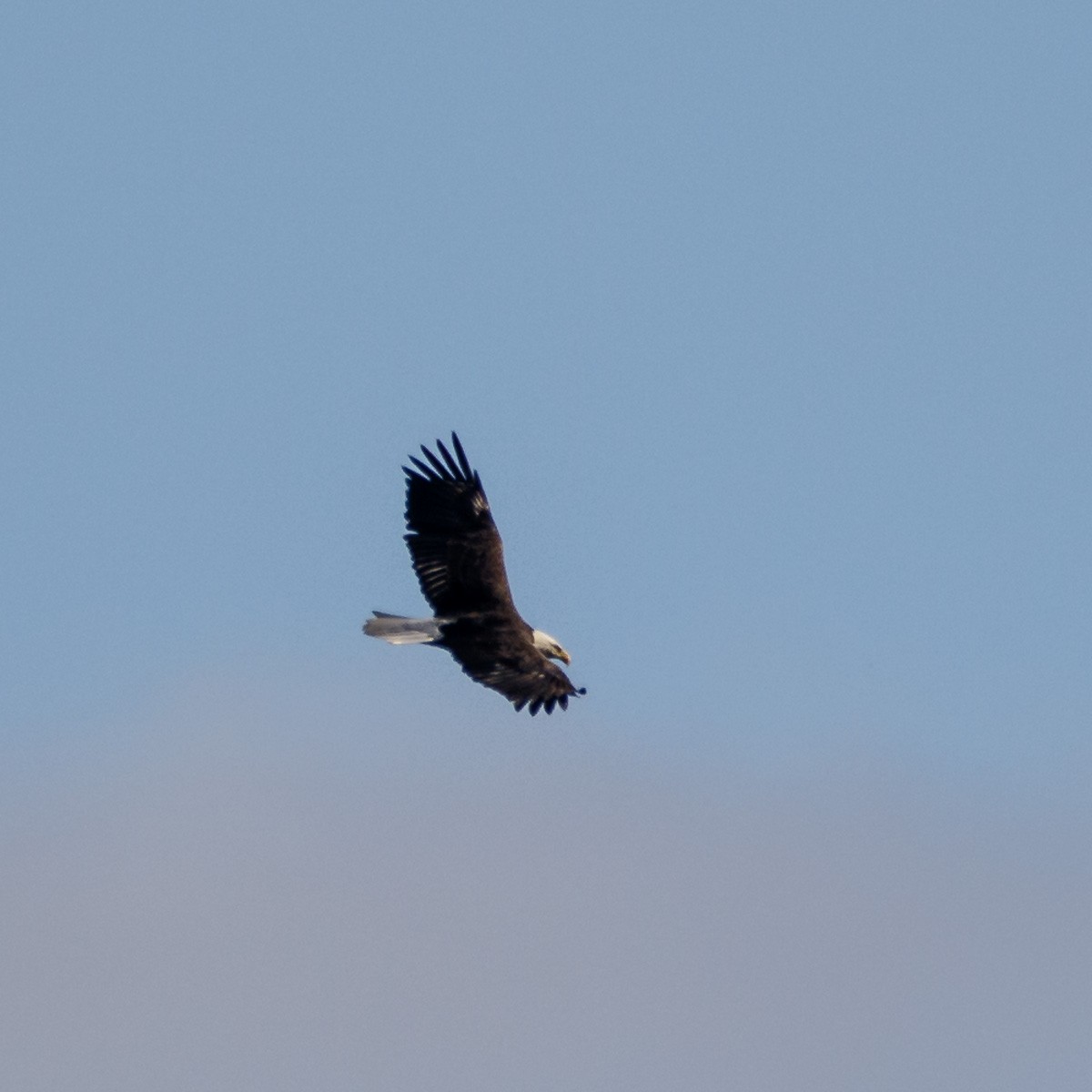 Bald Eagle - Alan Wells