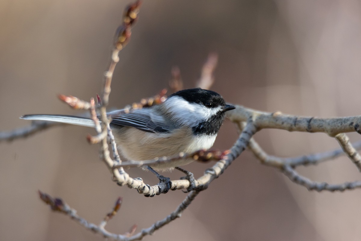 Black-capped Chickadee - ML118833951