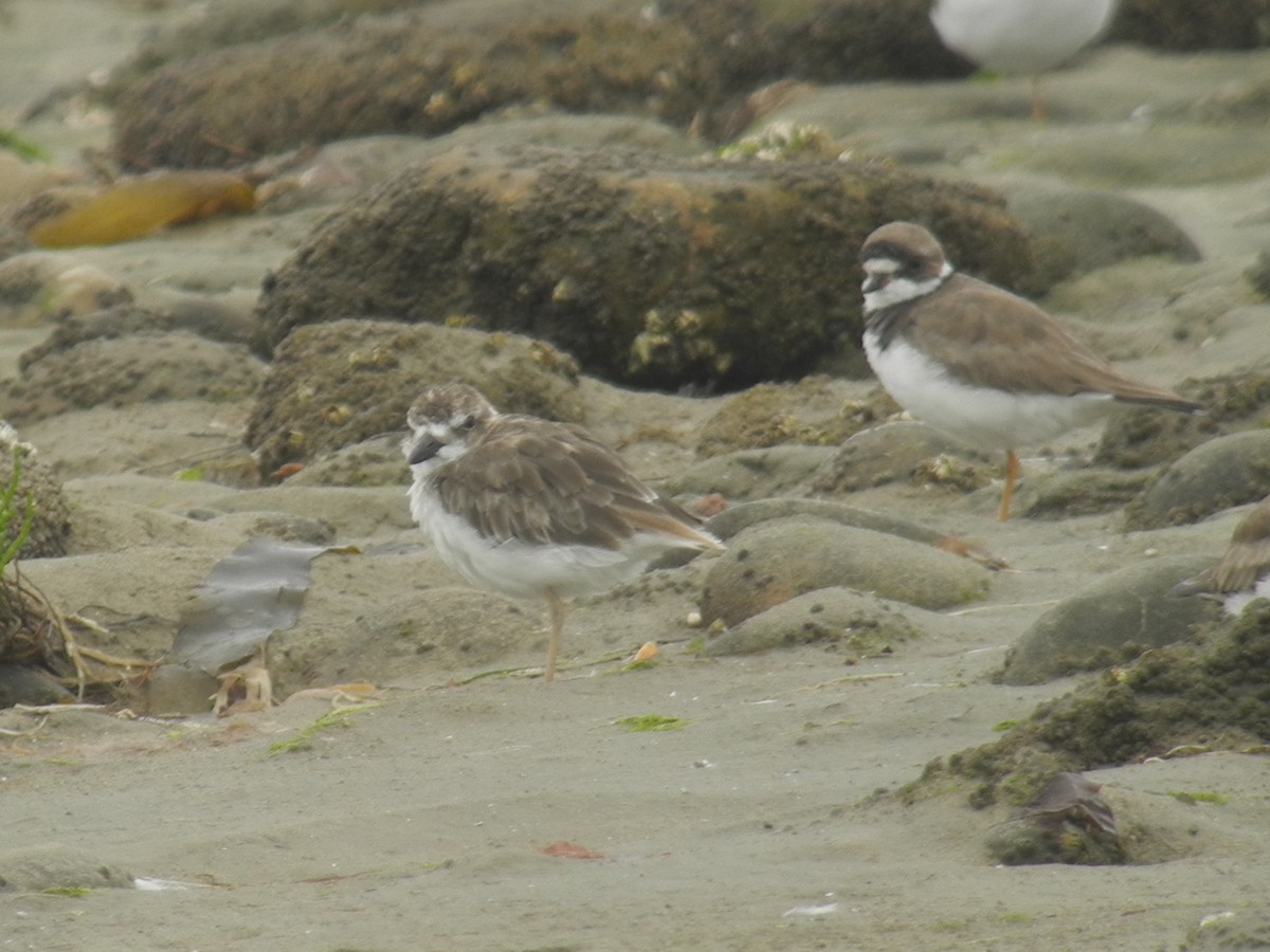 Semipalmated Plover - ML118834971