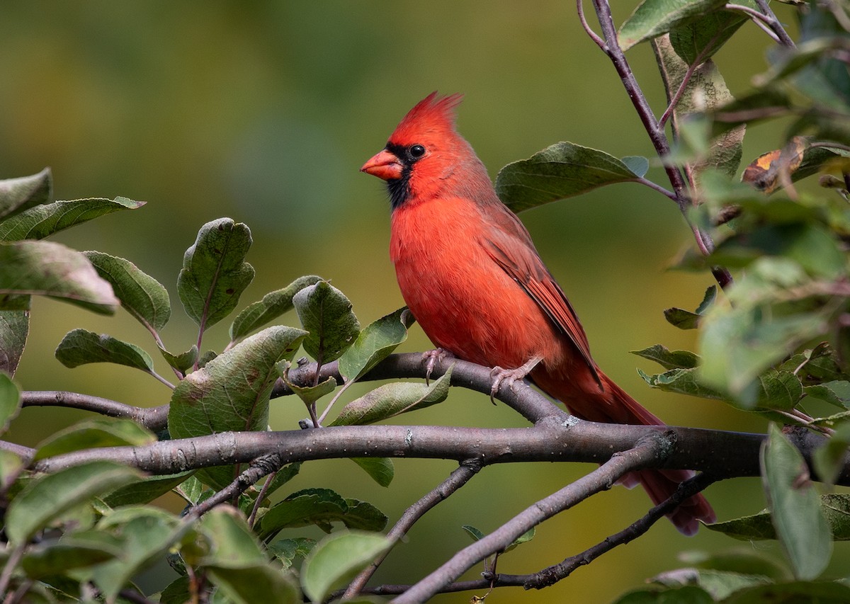 Cardinal rouge - ML118835121