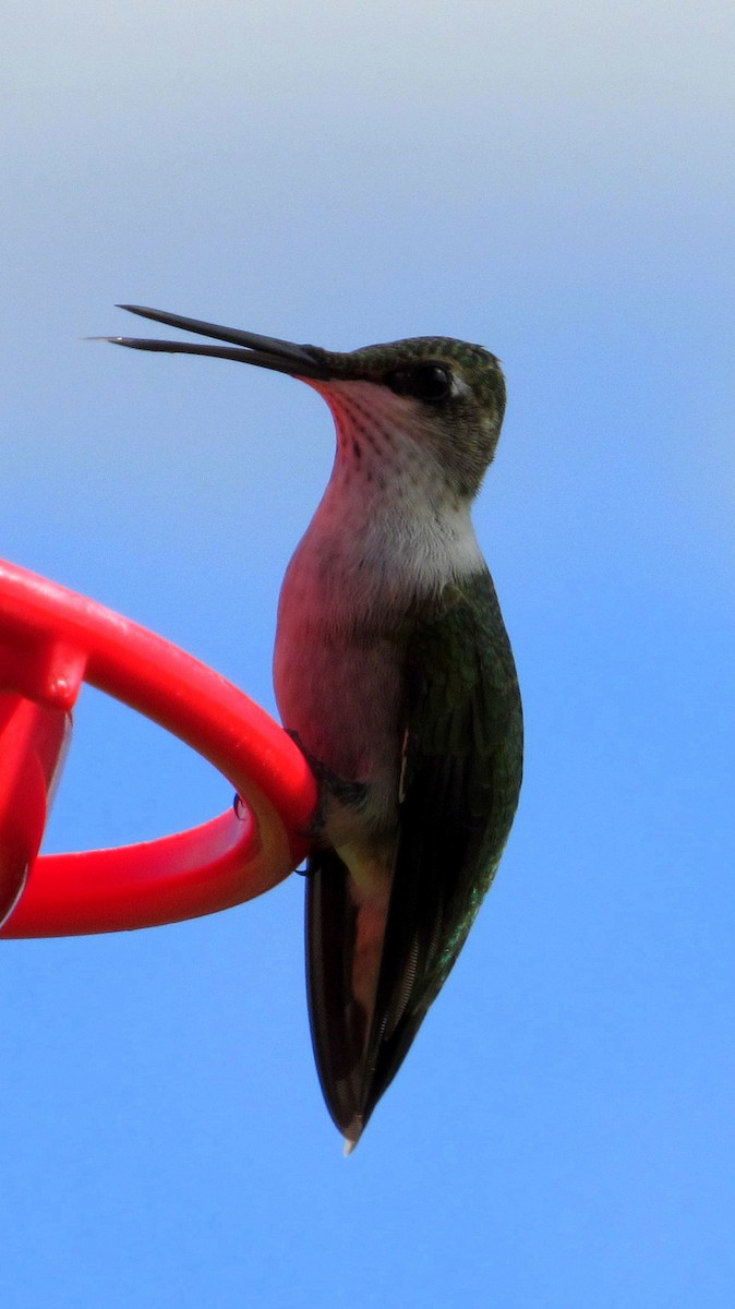 Ruby-throated Hummingbird - ML118835391