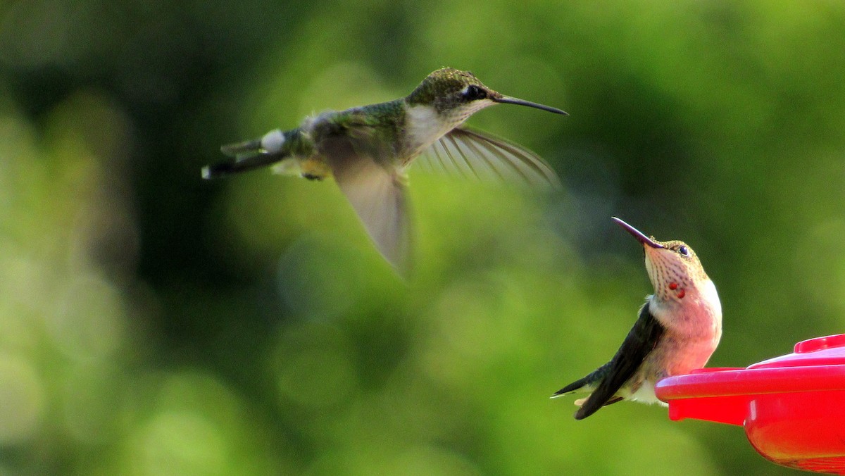 Ruby-throated Hummingbird - ML118835411