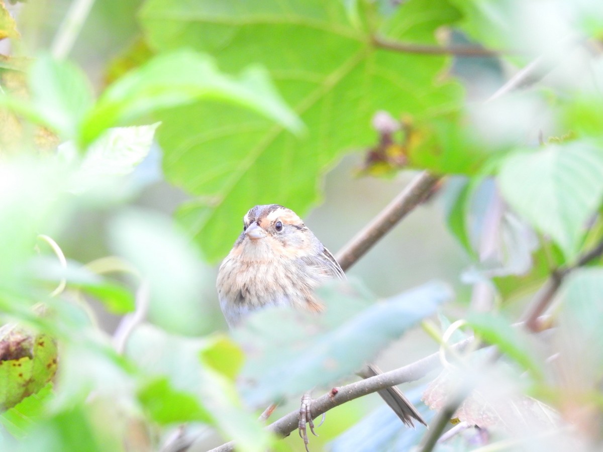 Nelson's Sparrow - Valerie Wininger
