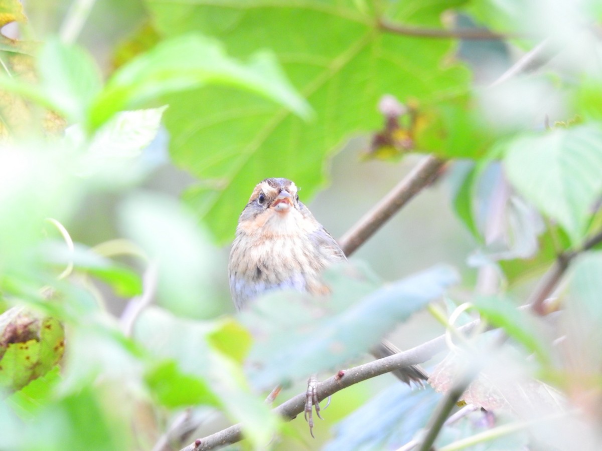 Nelson's Sparrow - ML118835621